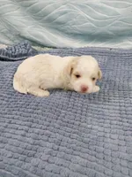 Dusty, a male Shihpoo for sale in Morganton, NC – Photo 3 of 4