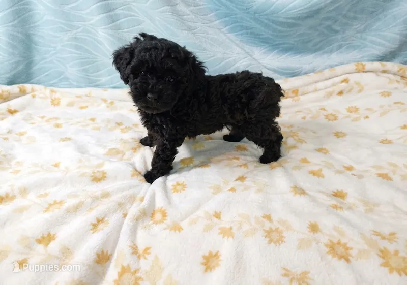 Daphne – Poodle - Toy  puppy for sale in Morganton, NC