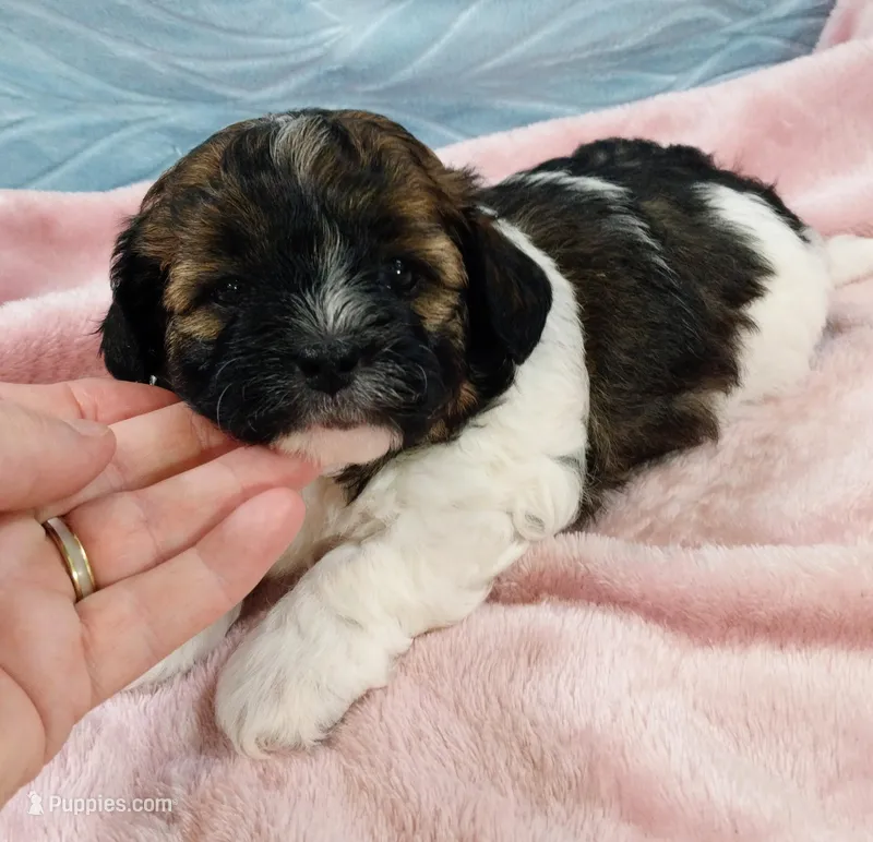 Remi – Shihpoo puppy for sale in Morganton, NC