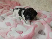 Remi, a female Shihpoo for sale in Morganton, NC – Photo 2 of 4