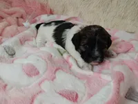 Remi, a female Shihpoo for sale in Morganton, NC – Photo 3 of 4