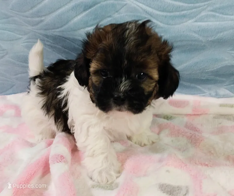 Remi – Shihpoo puppy for sale in Morganton, NC