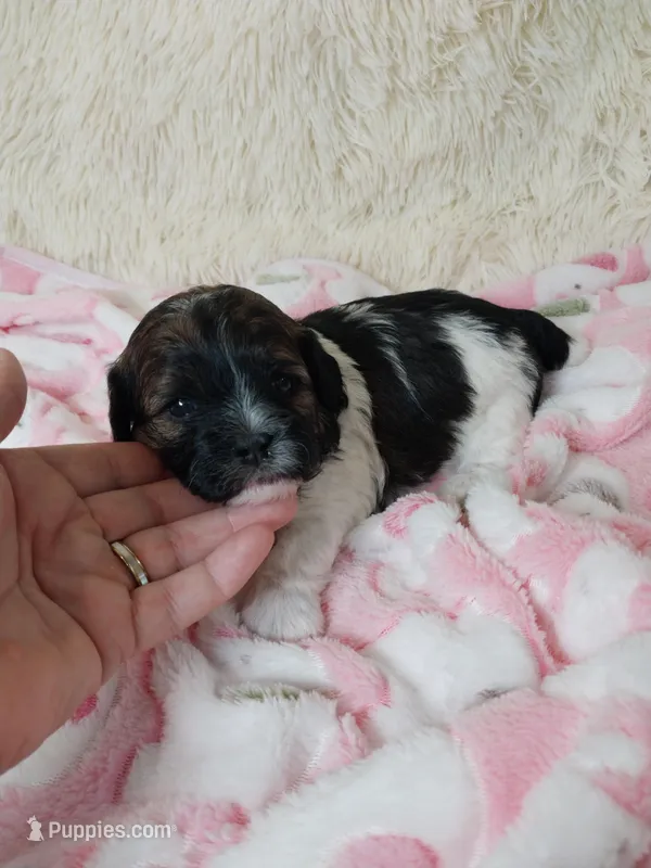 Remi, a female Shihpoo for sale in Morganton, NC – Photo 1 of 4