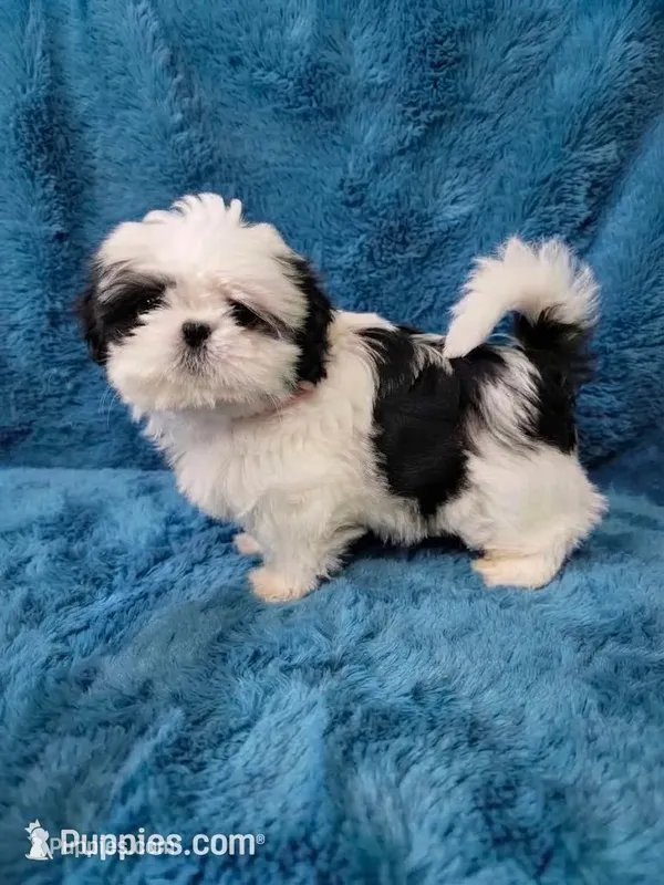 Bruno – Shih Tzu puppy for sale in Morganton, NC
