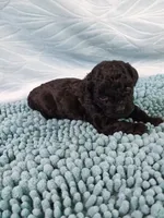 Digger, a male Poodle - Toy  for sale in Morganton, NC – 2 of 5