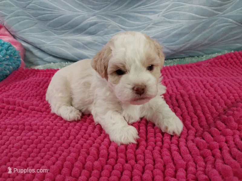 Dusty – Shihpoo puppy for sale in Morganton, NC