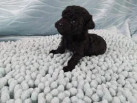 Digby, a male Poodle - Toy  for sale in Morganton, NC – 2 of 5