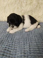 Rudy, a male Shihpoo for sale in Morganton, NC – Photo 2 of 6