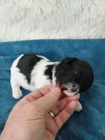 Rudy, a male Shihpoo for sale in Morganton, NC – Photo 6 of 6
