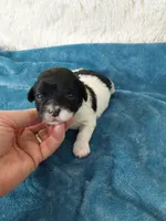 Rudy, a male Shihpoo for sale in Morganton, NC – Photo 4 of 6