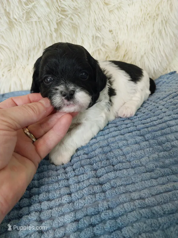 Rudy – Shihpoo puppy for sale in Morganton, NC