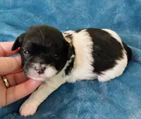 Rudy, a male Shihpoo for sale in Morganton, NC – Photo 5 of 6
