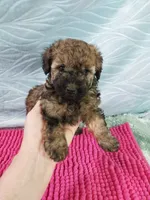 Brandi, a female Poodle - Toy  for sale in Morganton, NC – 2 of 6