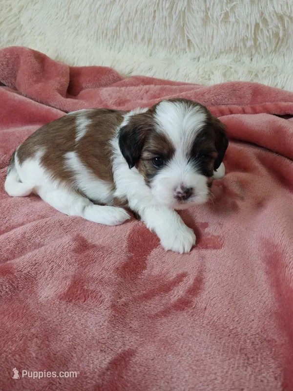 Ruby – Shihpoo puppy for sale in Morganton, NC