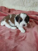 Ruby, a female Shihpoo for sale in Morganton, NC – Photo 1 of 4