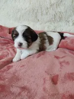 Ruby, a female Shihpoo for sale in Morganton, NC – Photo 2 of 4