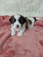 Ruby, a female Shihpoo for sale in Morganton, NC – Photo 3 of 4