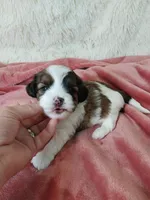 Ruby, a female Shihpoo for sale in Morganton, NC – Photo 4 of 4