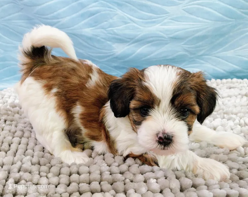 Ruby – Shihpoo puppy for sale in Morganton, NC