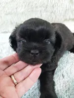 Jack, a male Shih Tzu for sale in Morganton, NC – 3 of 4