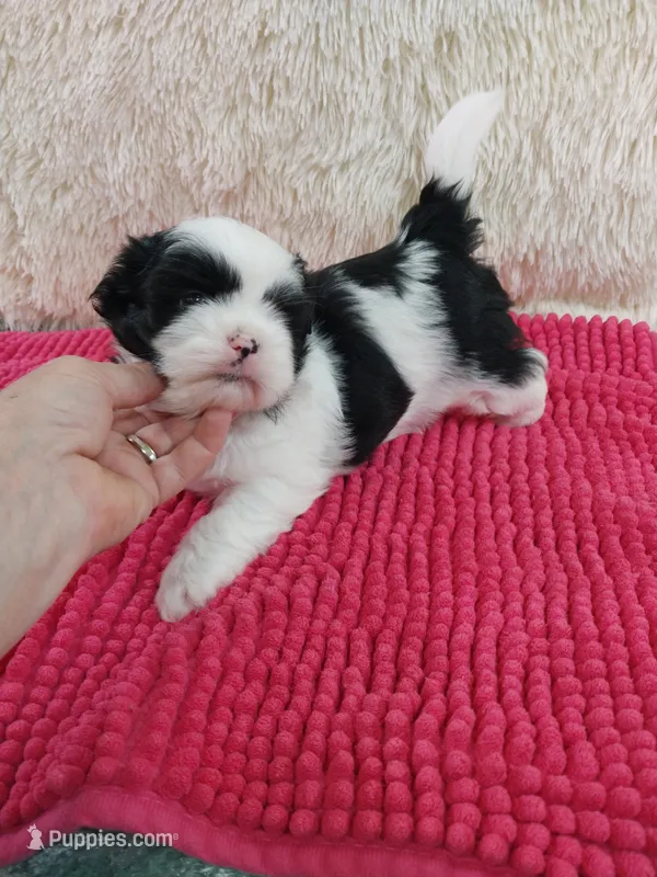Kaylee – Shih Tzu puppy for sale in Morganton, NC
