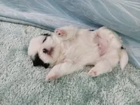 Bruno, a male Shih Tzu for sale in Morganton, NC – 3 of 5