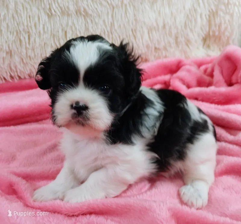 Kiki – Shih Tzu puppy for sale in Morganton, NC