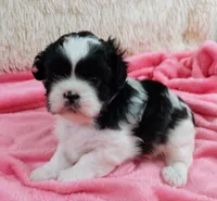 Kylee, a female Shih Tzu for sale in Morganton, NC – 2 of 6