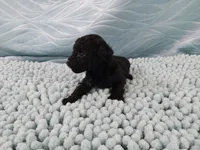Digby, a male Poodle - Toy  for sale in Morganton, NC – 3 of 5
