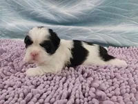 Kiki, a female Shih Tzu for sale in Morganton, NC – 3 of 3