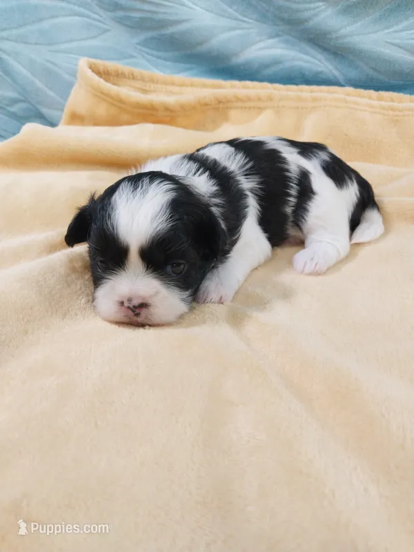 Kaylee – Shih Tzu puppy for sale in Morganton, NC
