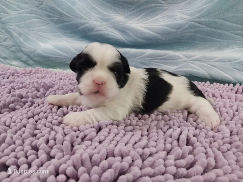 Kiki – Shih Tzu puppy for sale in Morganton, NC