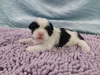 Kiki, a female Shih Tzu for sale in Morganton, NC – 1 of 3