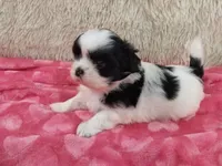 Jill, a female Shih Tzu for sale in Morganton, NC – 2 of 4