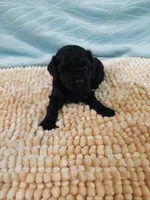 Daphne, a female Poodle - Toy  for sale in Morganton, NC – 5 of 5