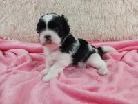 Kylee, a female Shih Tzu for sale in Morganton, NC – 6 of 6