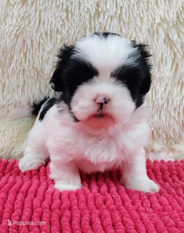 Kiki – Shih Tzu puppy for sale in Morganton, NC
