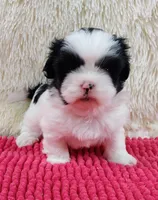 Kiki, a female Shih Tzu for sale in Morganton, NC – 4 of 6