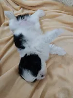 Kiki, a female Shih Tzu for sale in Morganton, NC – 6 of 6