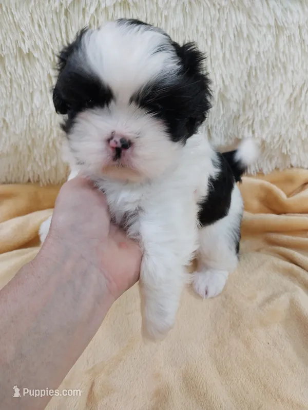 Kiki – Shih Tzu puppy for sale in Morganton, NC