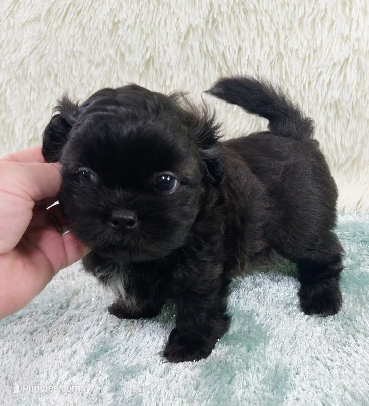 Jack – Shih Tzu puppy for sale in Morganton, NC