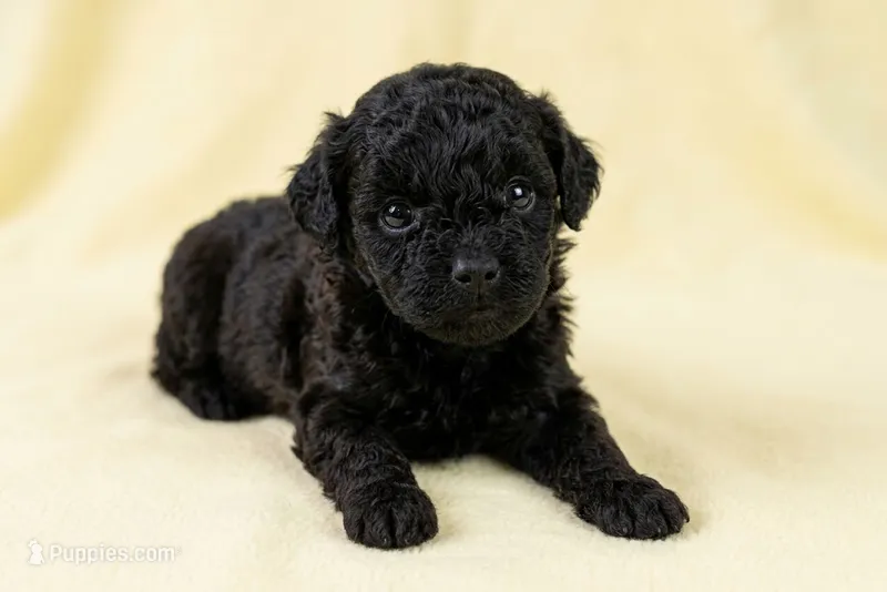 Digger – Poodle - Toy  puppy for sale in Morganton, NC