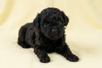 Digger, a male Poodle - Toy  for sale in Morganton, NC – 1 of 5