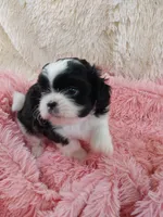 Kylee, a female Shih Tzu for sale in Morganton, NC – 4 of 6