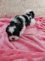 Kylee, a female Shih Tzu for sale in Morganton, NC – 5 of 6