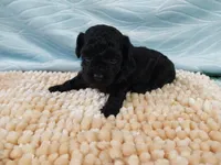 Daphne, a female Poodle - Toy  for sale in Morganton, NC – 3 of 5