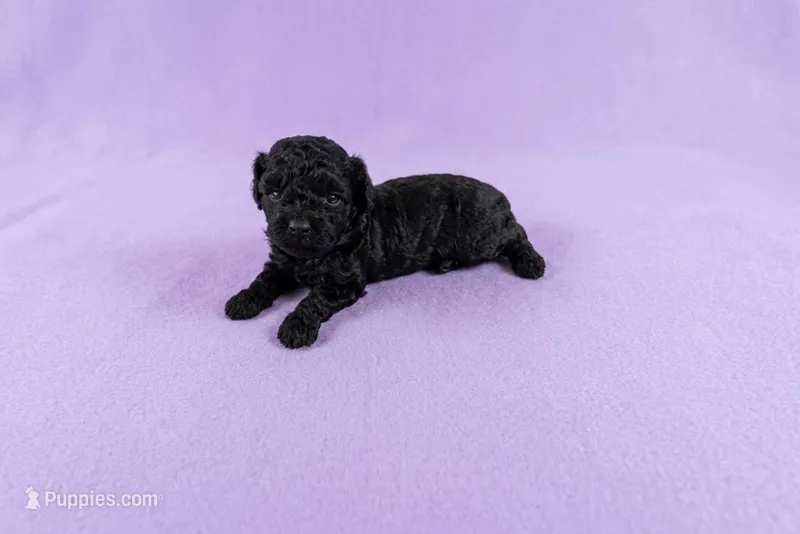 Daphne – Poodle - Toy  puppy for sale in Morganton, NC