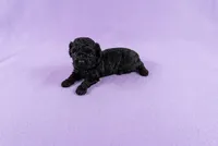 Daphne, a female Poodle - Toy  for sale in Morganton, NC – 1 of 5
