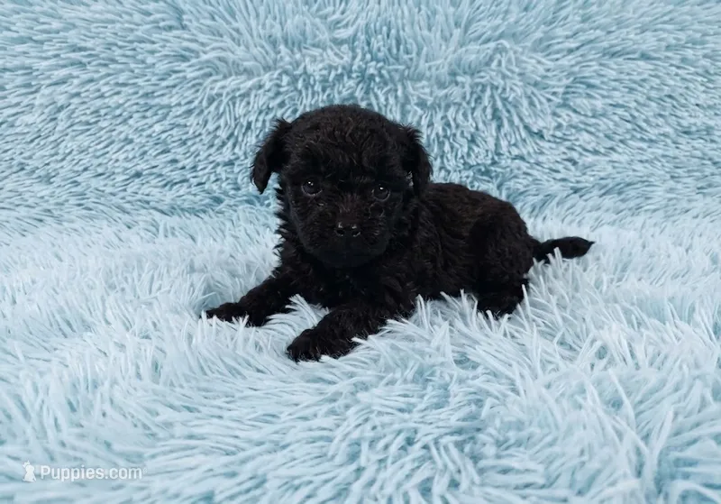 Digby – Poodle - Toy  puppy for sale in Morganton, NC