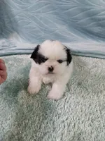 Bruno, a male Shih Tzu for sale in Morganton, NC – 5 of 5